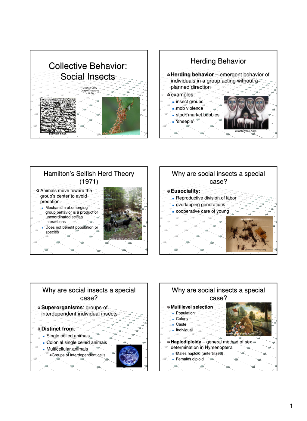 Social Insects Individuals in a Group Acting Without a Meghan Curry Planned Direction Complex Systems 4.16.08 Examples