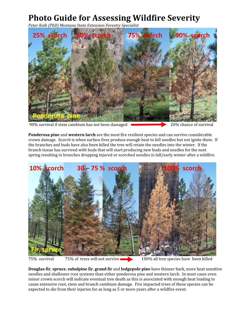 Photo Guide for Assessing Wildfire Severity Peter Kolb (Phd) Montana State Extension Forestry Specialist 25% Scorch 50% Scorch 75% Scorch 90% Scorch