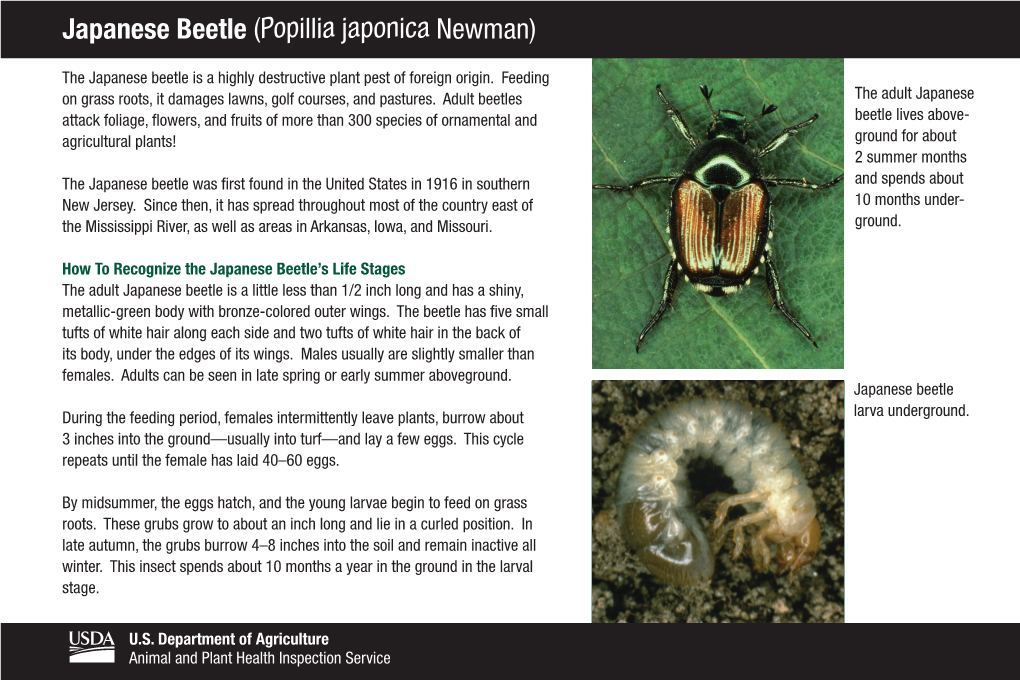 Japanese Beetle (Popillia Japonica Newman)