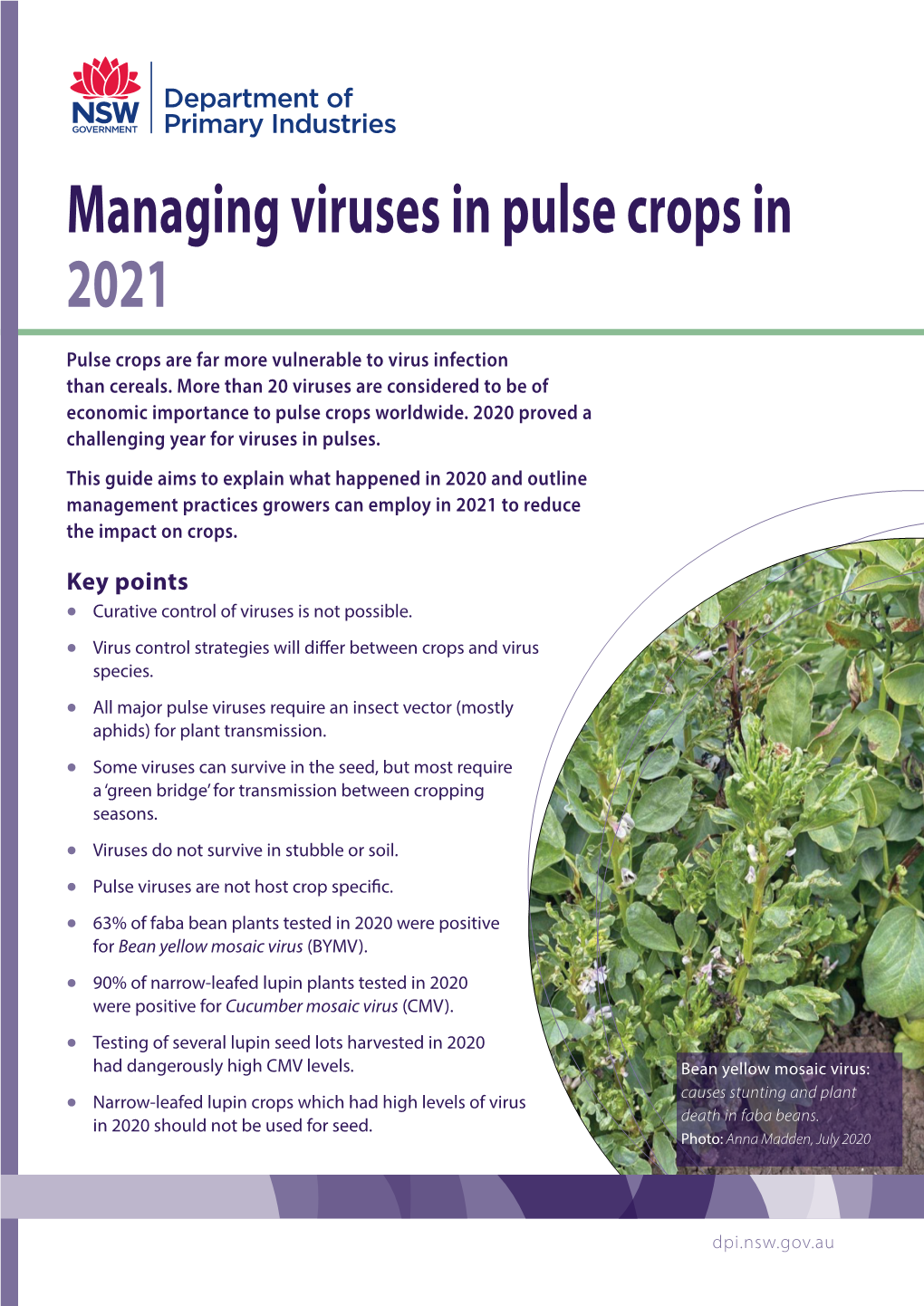 Managing Viruses in Pulse Crops in 2021