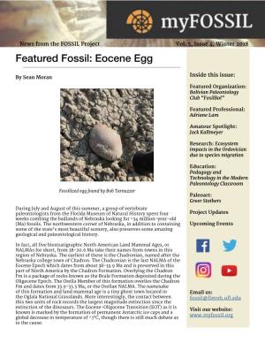 Featured Fossil: Eocene Egg