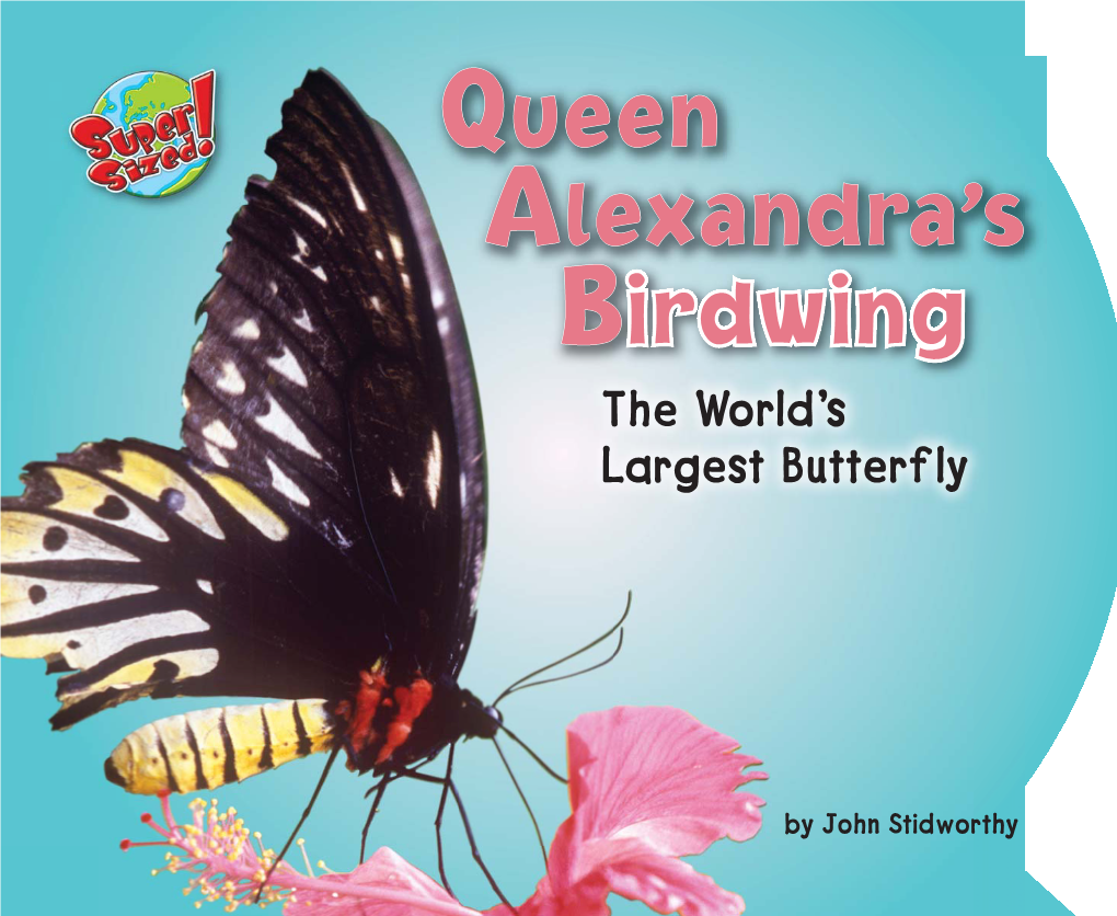 Queen Alexandra's Birdwing