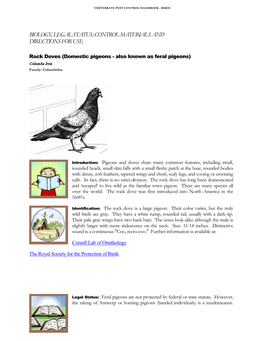 Rock Doves (Domestic & Feral Pigeons)