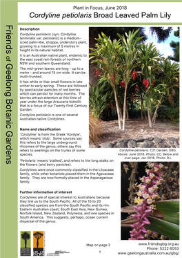 Cordyline Petiolaris Broad Leaved Palm Lily Friends Description Cordyline Petiolaris (Syn: Cordyline Terminalis Var