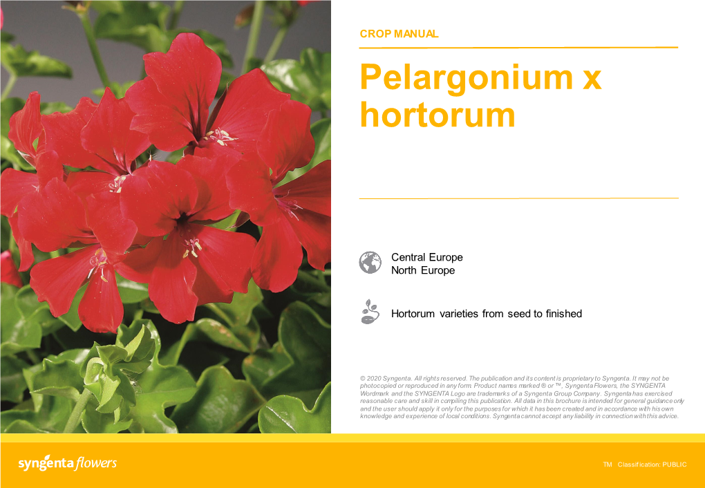 Pelargonium X Hortorum