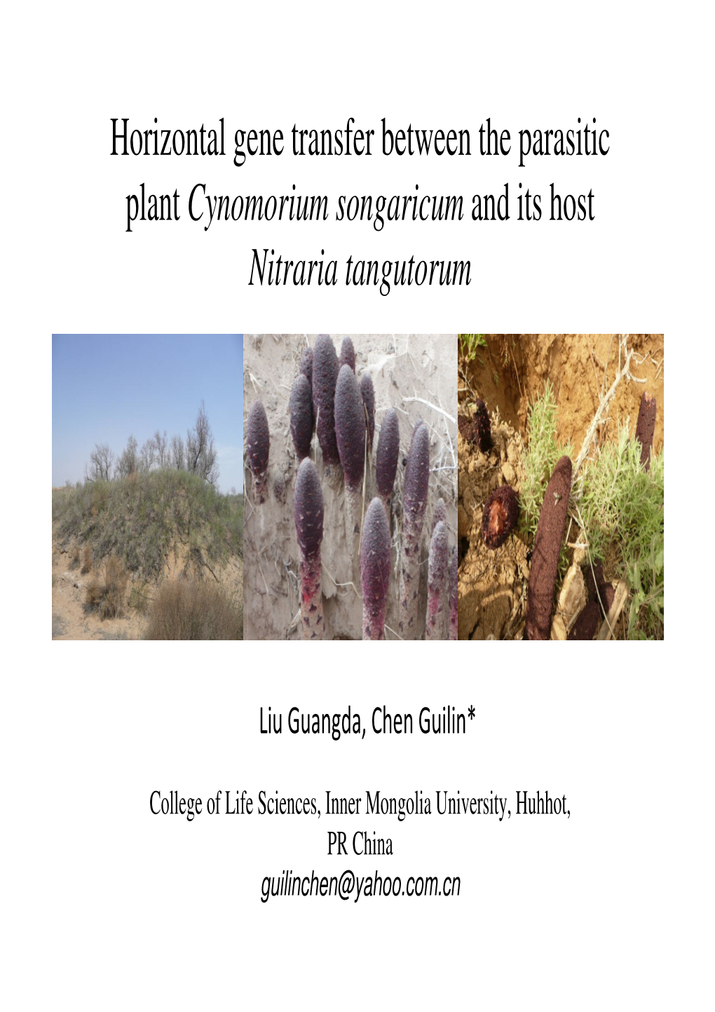 Horizontal Gene Transfer Between the Parasitic Plant Cynomorium Songaricum and Its Host Nitraria Tangutorum