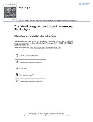 The Fate of Overgrown Germlings in Coalescing Rhodophyta