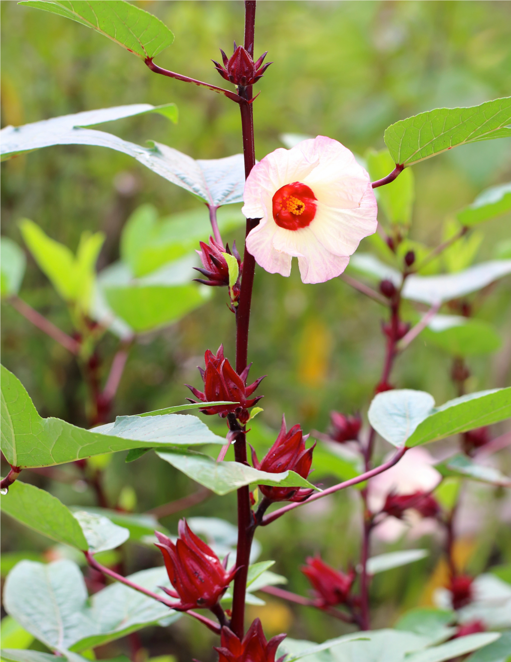 Hibiscus Is an Ostentatious Flower Whose Lush, Vibrant, Tropical Blooms Evoke Images of a Hawaiian Beach Or Wrought Iron Fences in Southern Mexico