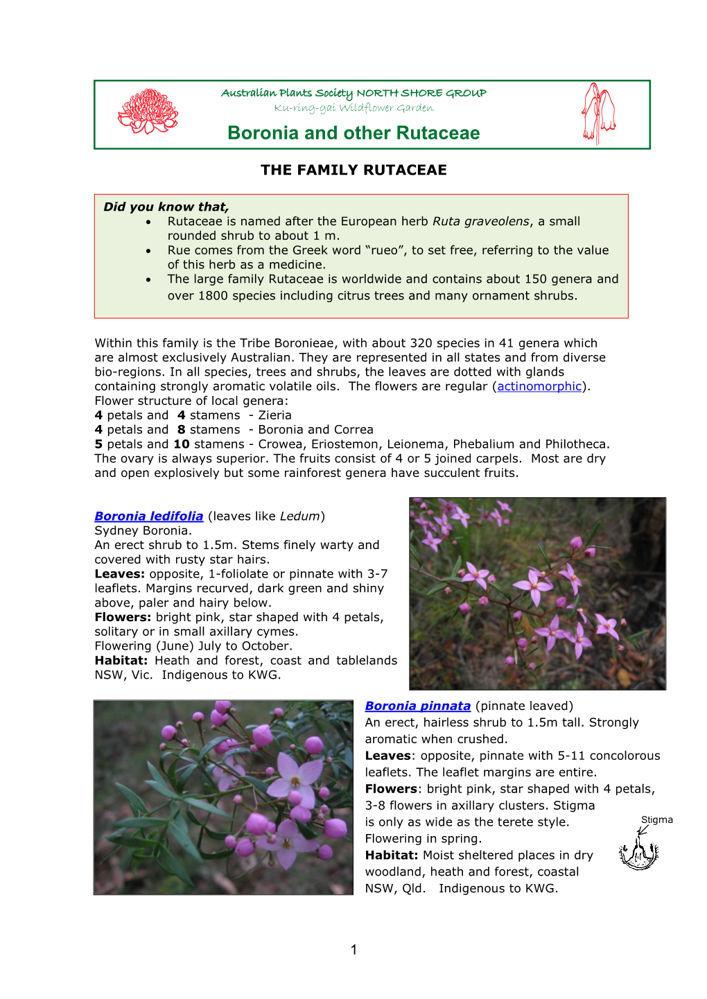 Boronia and Other Rutaceae Talk Notes