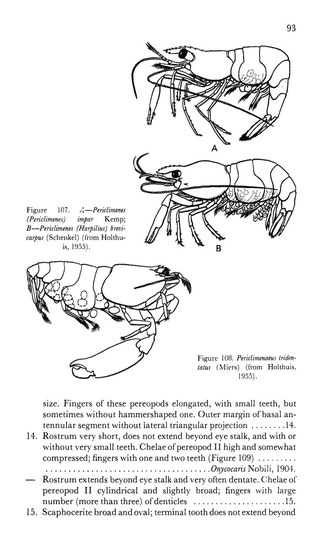 93 Size. Fingers of These Pereopods Elongated, with Small Teeth, but Sometimes Without Hammershaped One. Outer Margin of Basal A