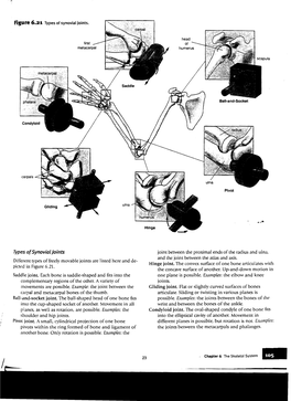 Carpals ...:::::::L!!:L'ti"'...Types Ofsynovial Joints