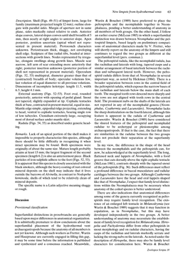 New Limpets from Hydrothermal Vents 63 Description. Shell (Figs. 49-51)