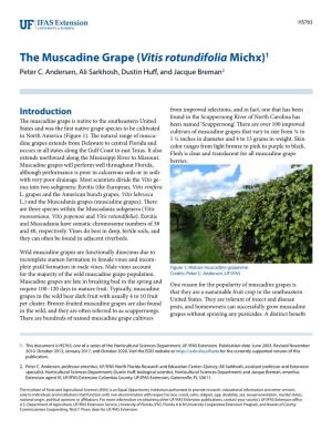 The Muscadine Grape (Vitis Rotundifolia Michx)1 Peter C
