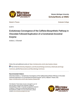 Evolutionary Convergence of the Caffeine Biosynthetic Pathway in Chocolate Followed Duplication of a Constrained Ancestral Enzyme