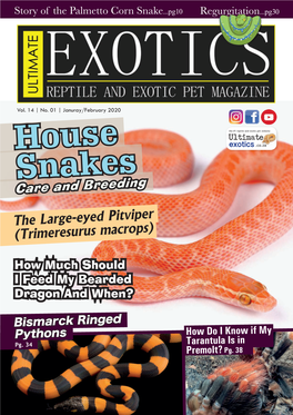 House Snakes from the Genus Boaedon, As in Most Cases the House Snakes Under the Genus Lamprophis Have Much More Specific Requirements Within Their Individual Species