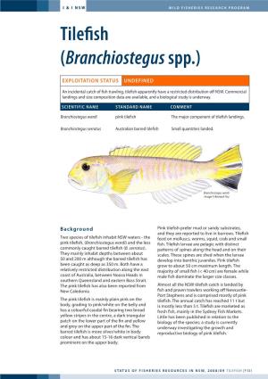 Tilefish (Branchiostegus Spp.)