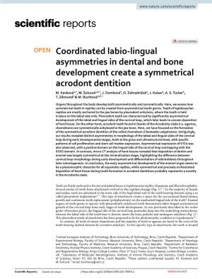 Coordinated Labio-Lingual Asymmetries in Dental and Bone