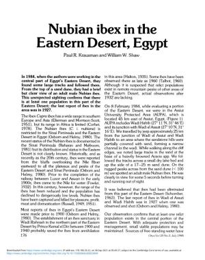 Nubian Ibex in the Eastern Desert, Egypt Paul R