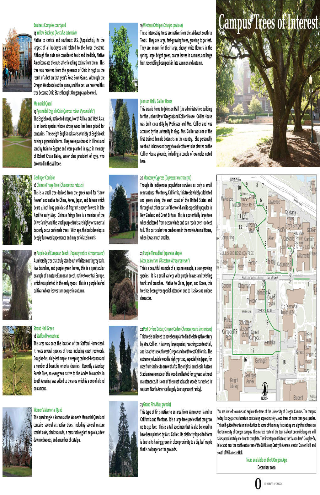 Campus Trees of Interest 14 Yellow Buckeye ( Aesculus Octandra ) These Interesting Trees Are Native from the Midwest South to Native to Central and Southeast U.S