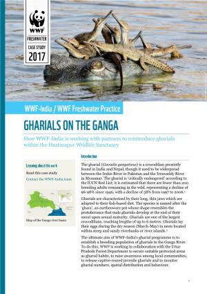How WWF-India Is Working with Partners to Reintroduce Gharials Within the Hastinapur Wildlife Sanctuary