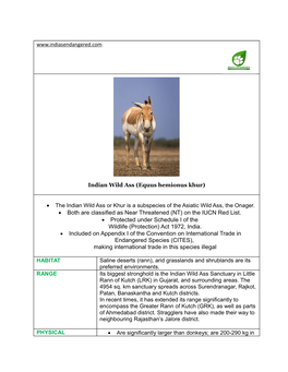 Indian Wild Ass (Equus Hemionus Khur)