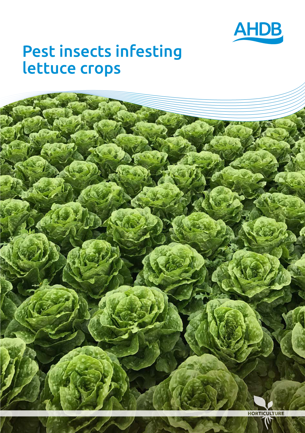 Pest Insects Infesting Lettuce Crops