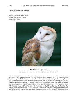 Tyto Alba (Barn Owl)