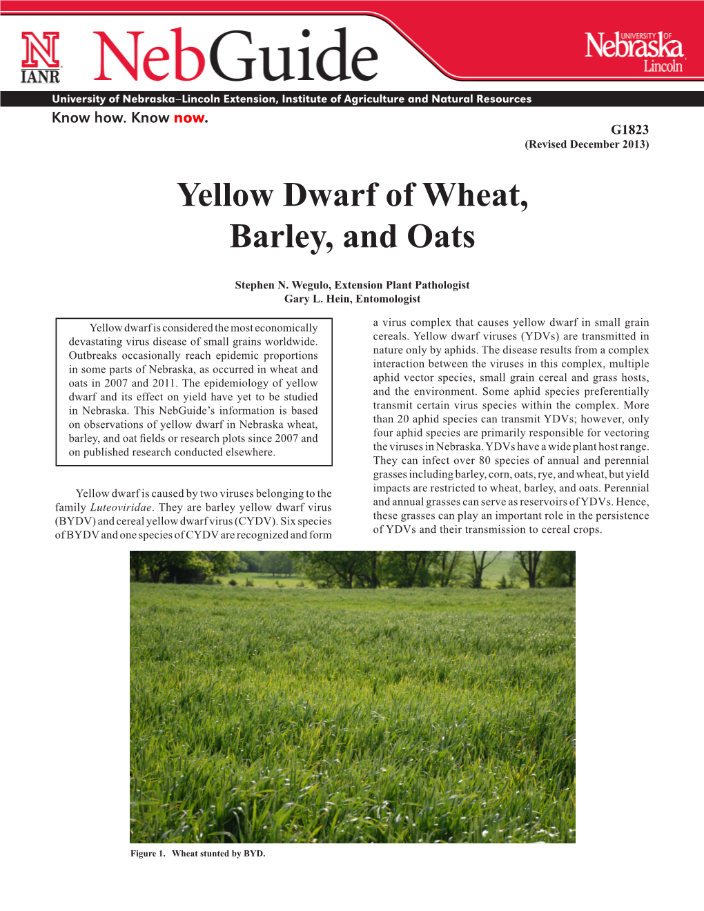 Yellow Dwarf of Wheat, Barley, and Oats