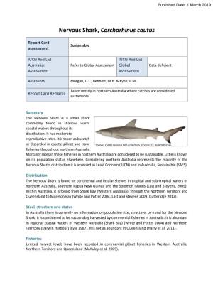 Nervous Shark, Carcharhinus Cautus