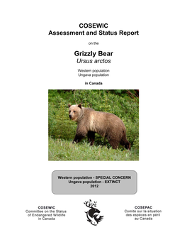 Grizzly Bear,Ursus Arctos
