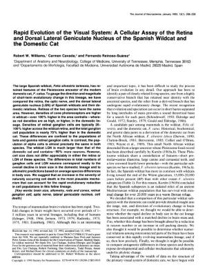 Rapid Evolution of the Visual System: a Cellular Assay of the Retina and Dorsal Lateral Geniculate Nucleus of the Spanish Wildcat and the Domestic Cat