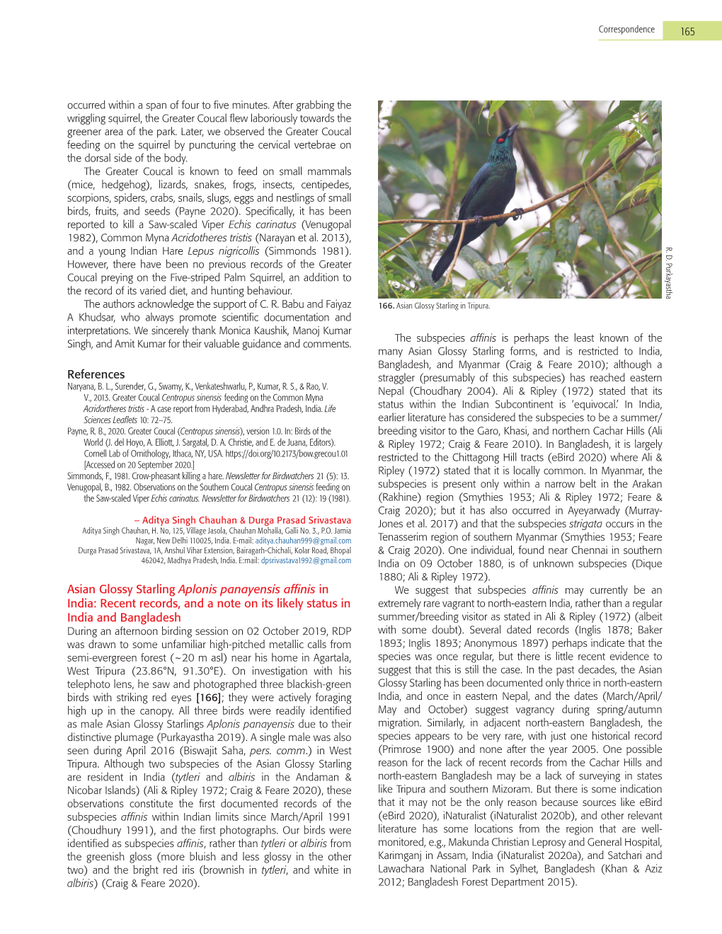 References Asian Glossy Starling Aplonis Panayensis Affinis in India