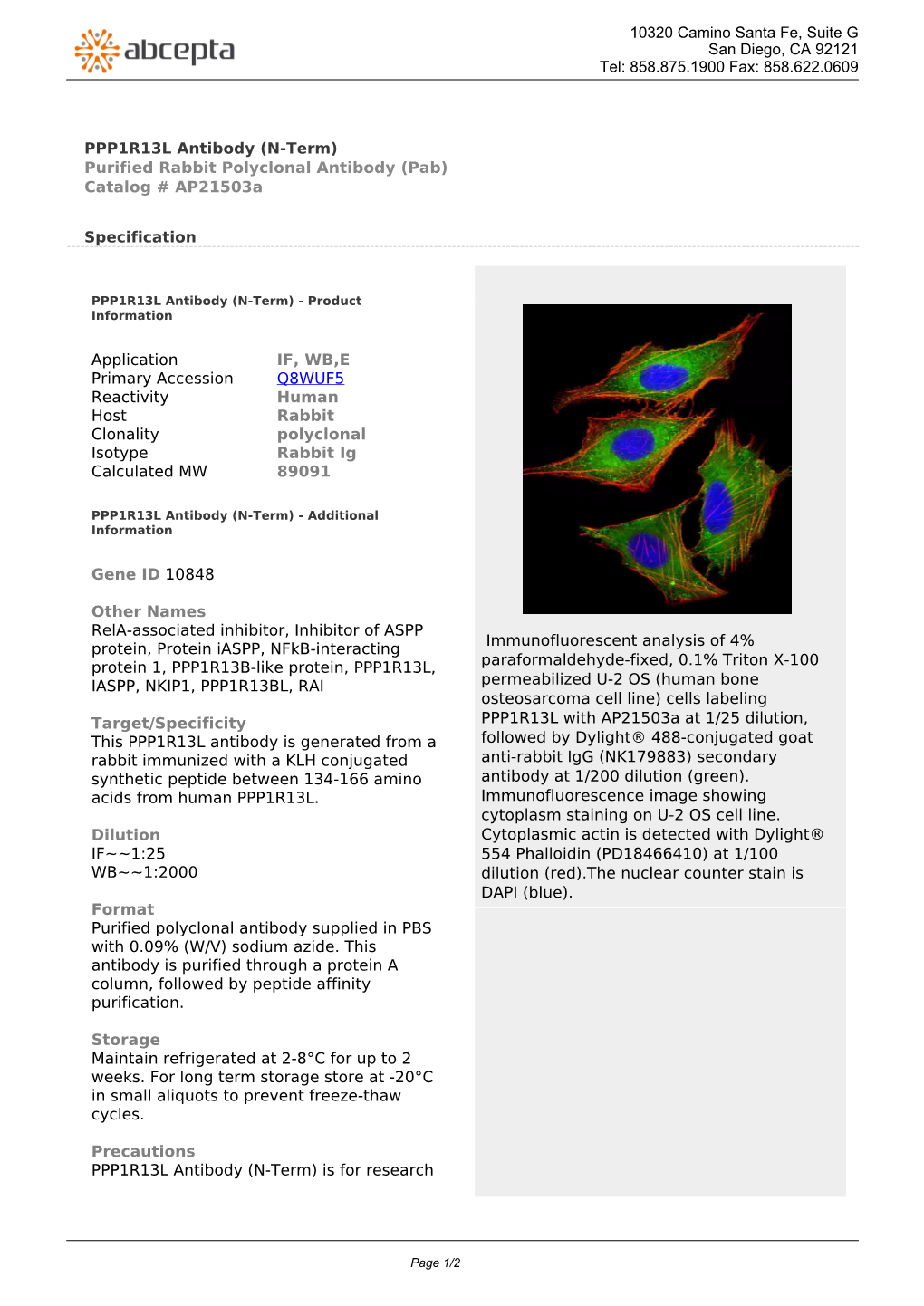 PPP1R13L Antibody (N-Term) Purified Rabbit Polyclonal Antibody (Pab) Catalog # Ap21503a