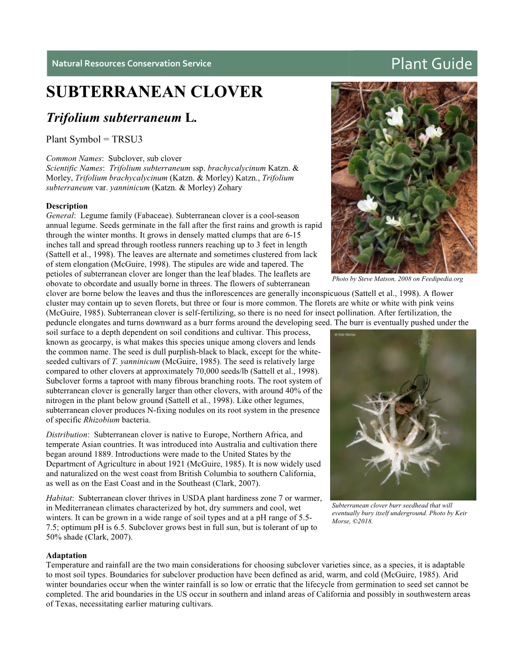 Plant Guide for Subterranean Clover (Trifolium Subterraneum)