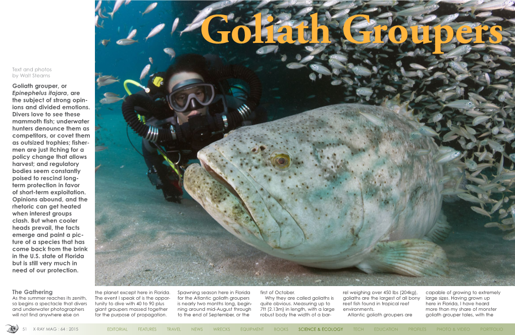 Goliath Groupers