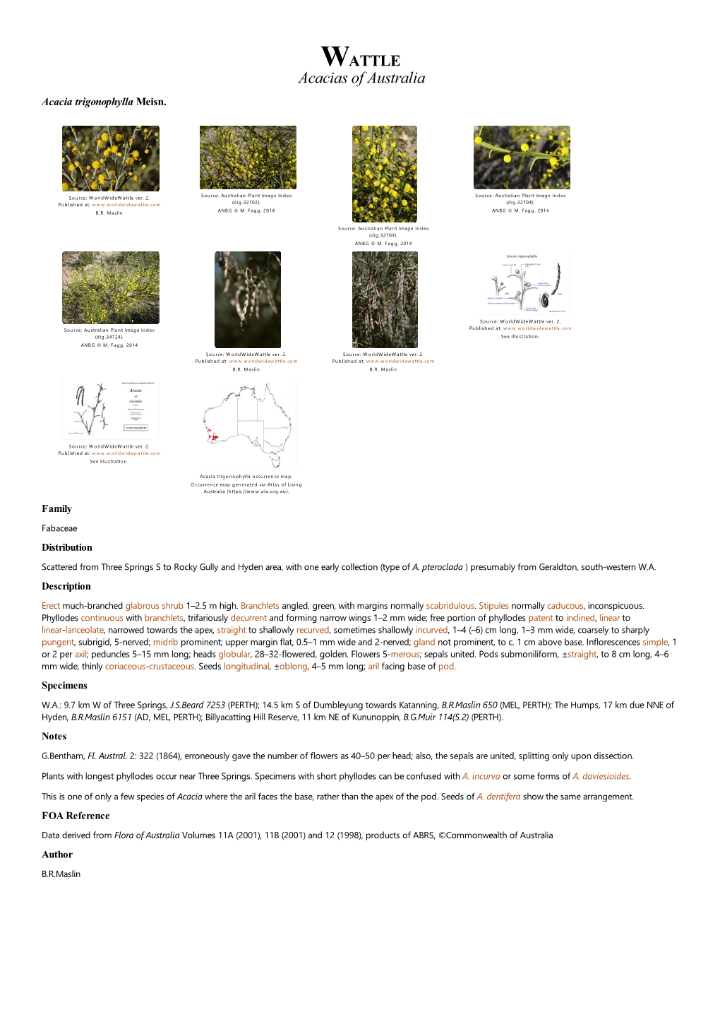 Acacia Trigonophylla Meisn