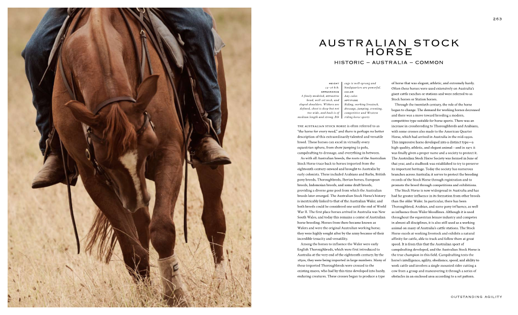 Australian Stock Horse Historic – Australia – Common