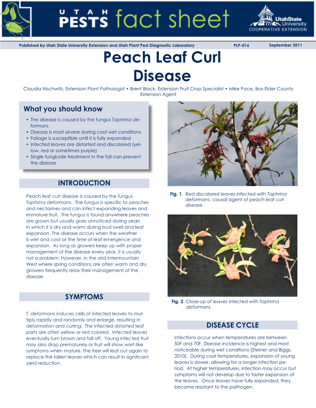 Peach Leaf Curl Disease Claudia Nischwitz, Extension Plant Pathologist • Brent Black, Extension Fruit Crop Specialist • Mike Pace, Box Elder County Extension Agent