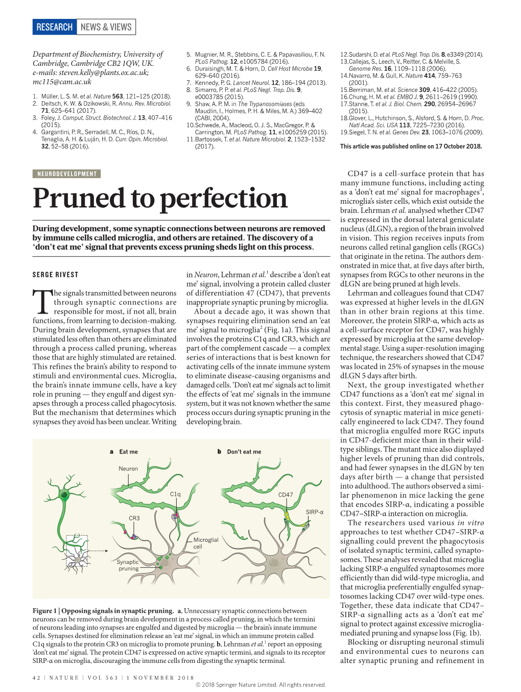 Pruned to Perfection Brain