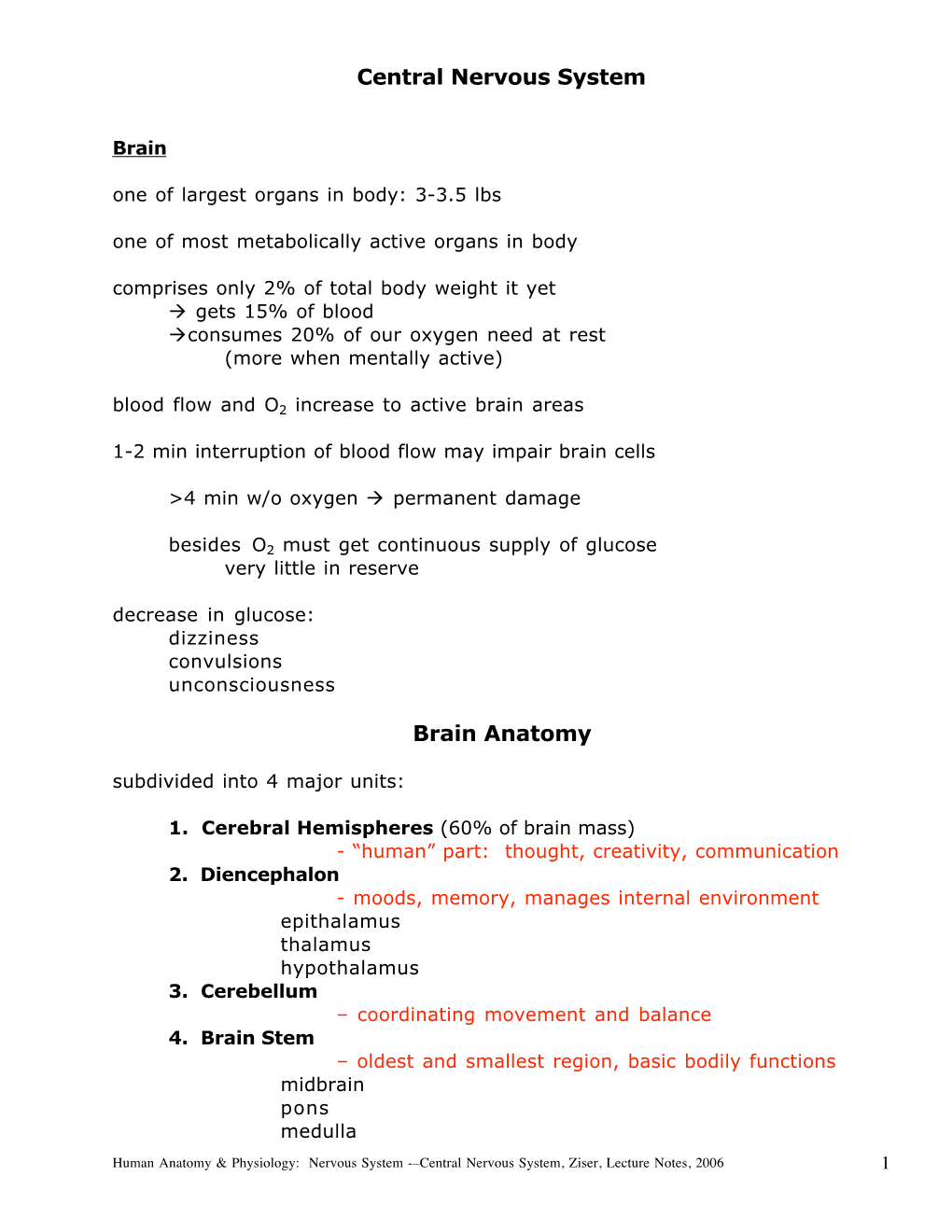 Central Nervous System Brain Anatomy