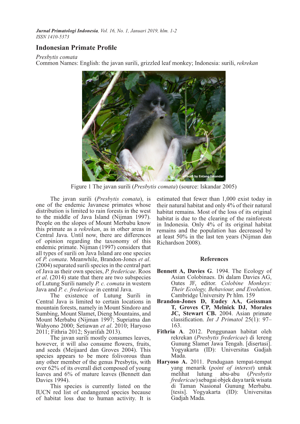 Indonesian Primate Profile: Presbytis Comata