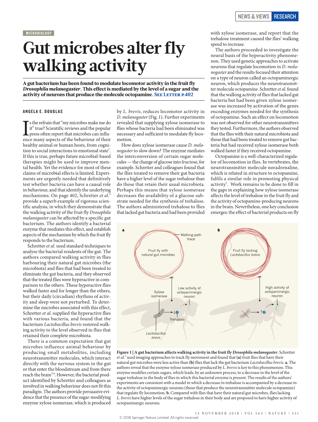 Gut Microbes Alter Fly Walking Activity