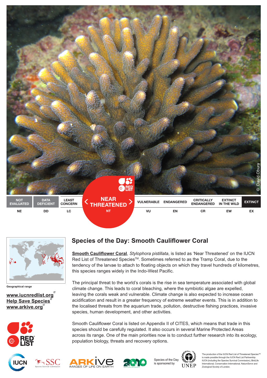 Species of the Day: Smooth Cauliflower Coral