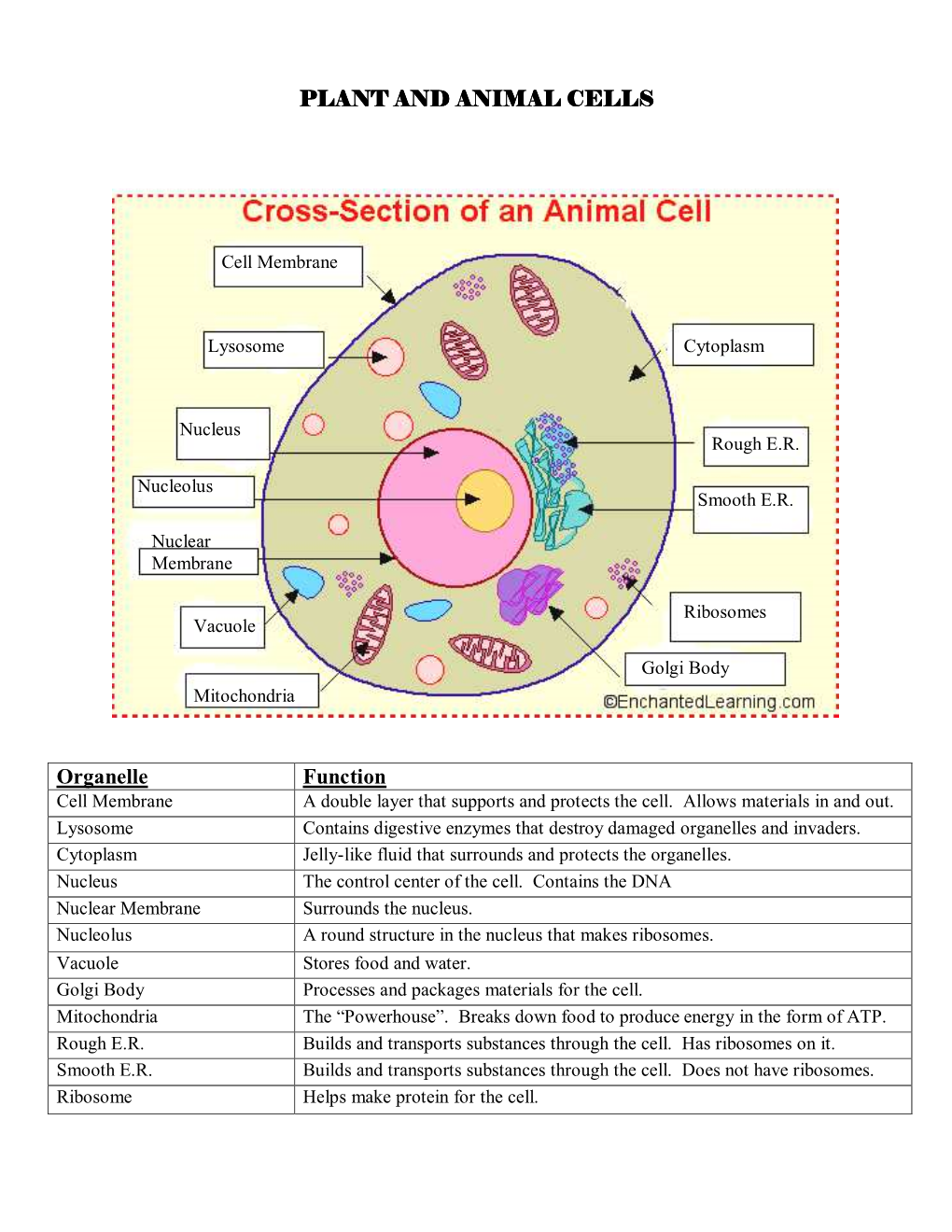 Plant and Animal Cells?