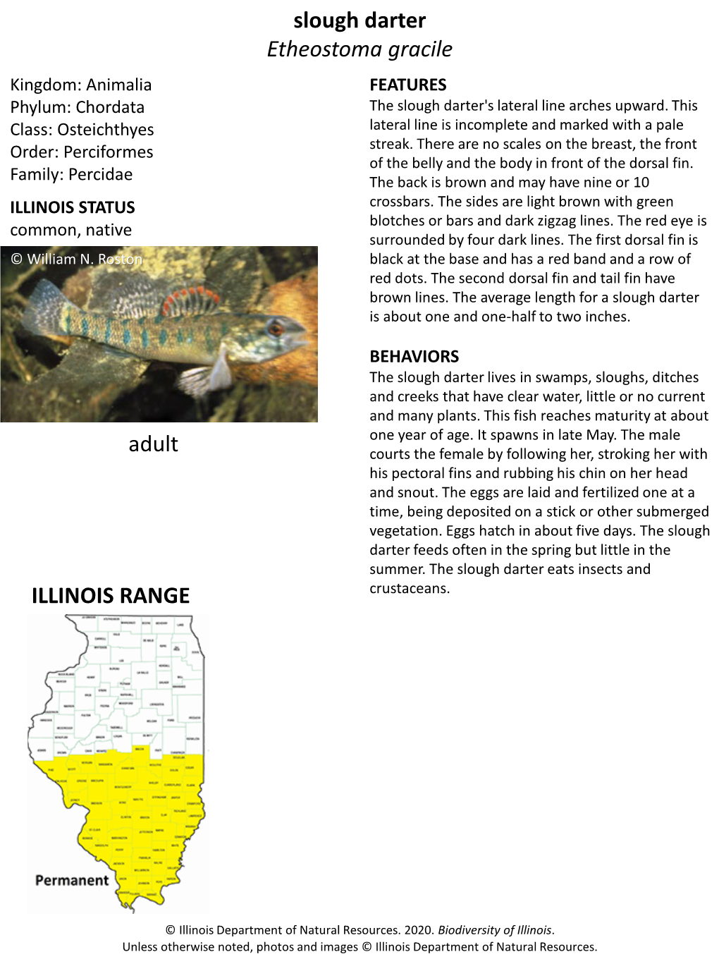 Slough Darter Etheostoma Gracile ILLINOIS RANGE Adult Adult