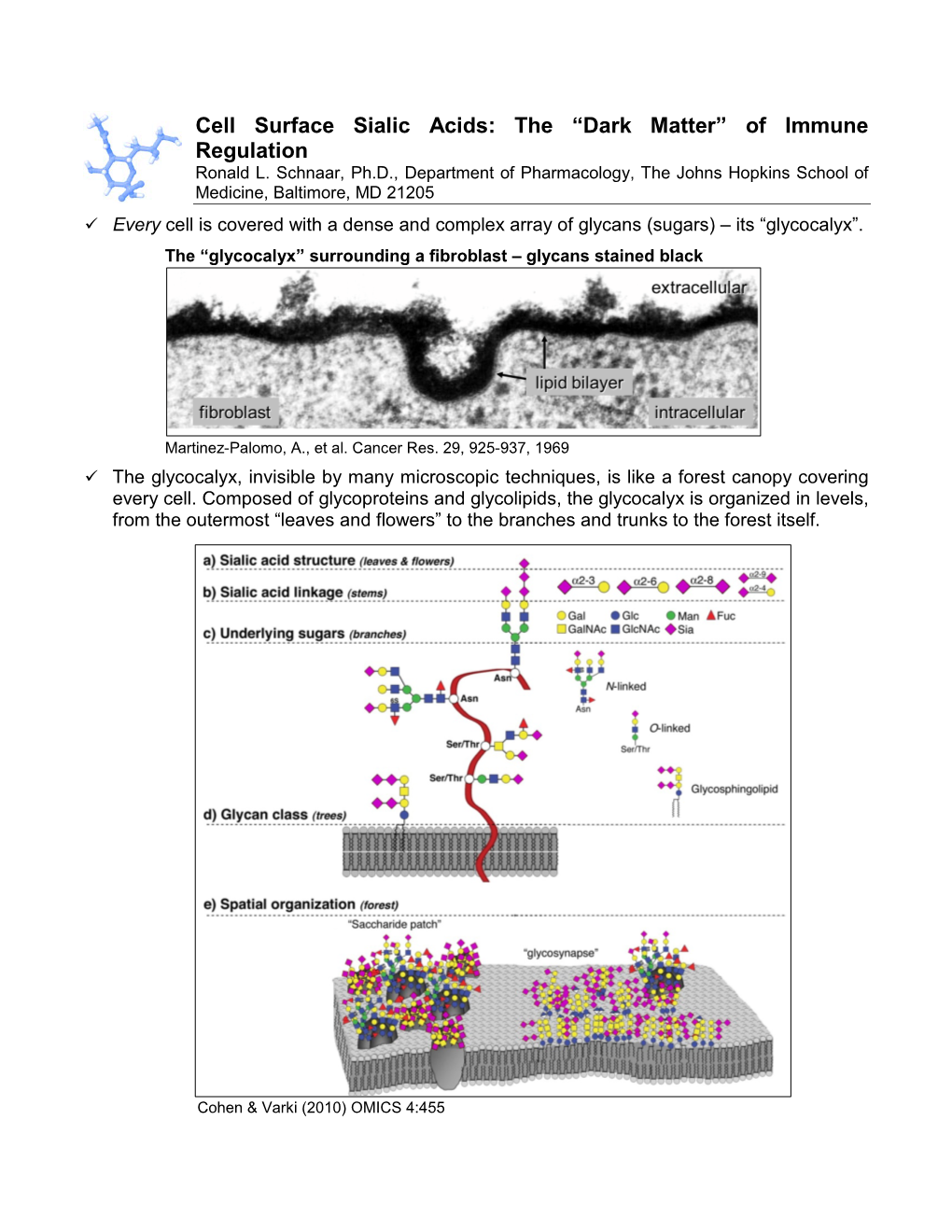 Cell Surface Sialic Acids: the “Dark Matter” of Immune Regulation Ronald L