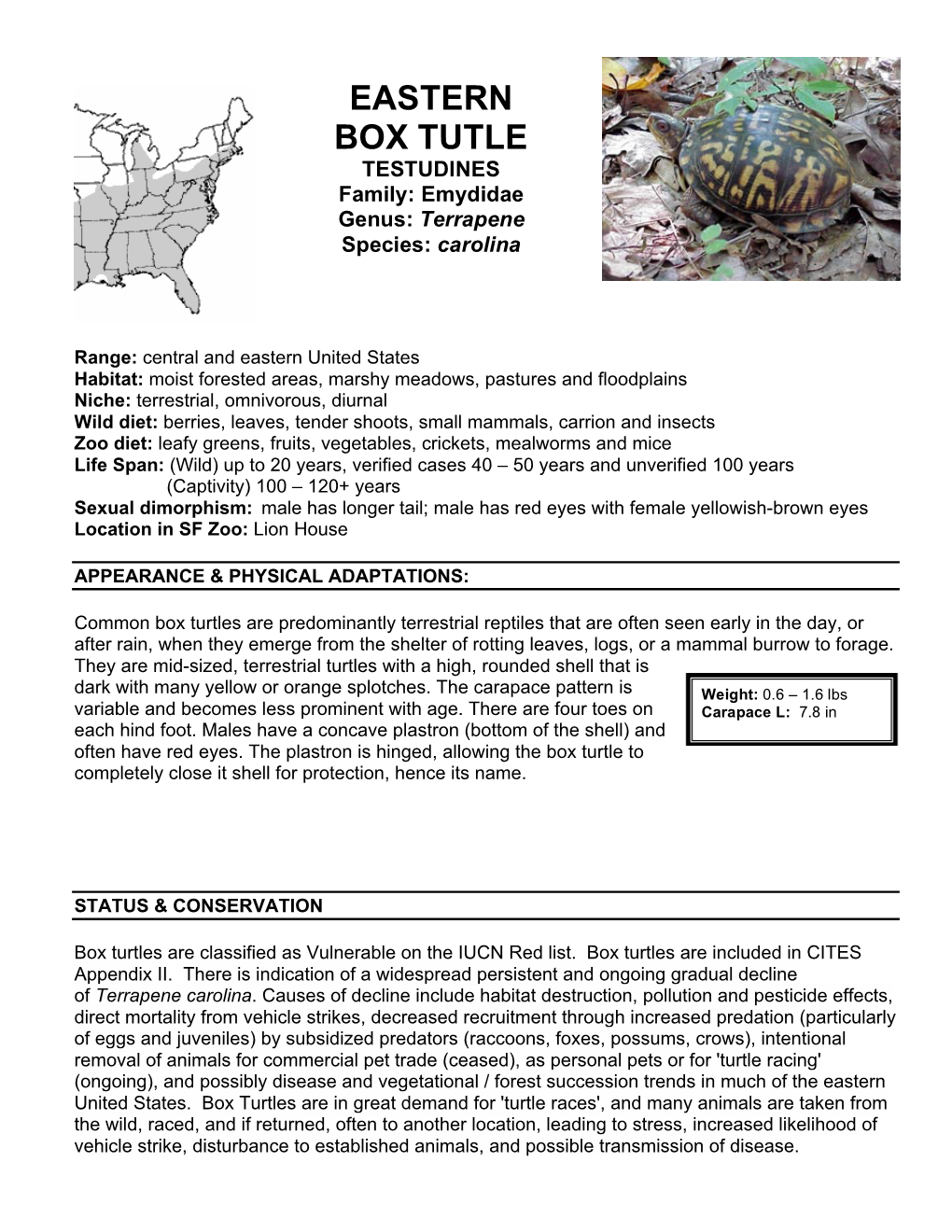 Eastern Box Turtle