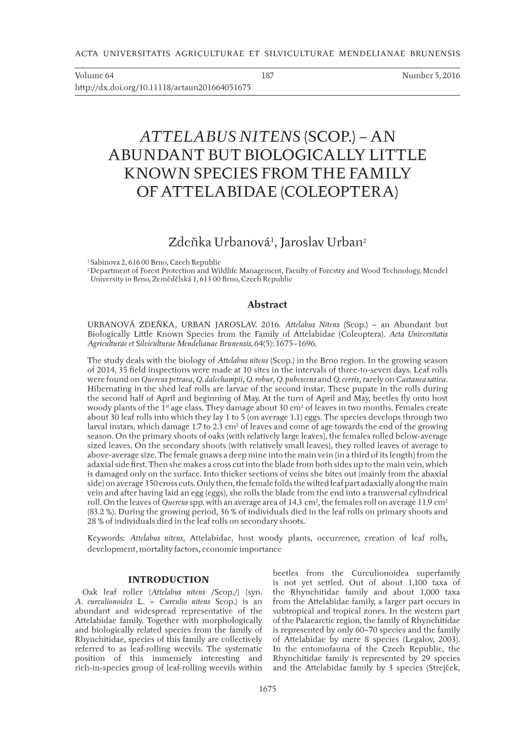 Attelabus Nitens (Scop.) – an Abundant but Biologically Little Known Species from the Family of Attelabidae (Coleoptera)