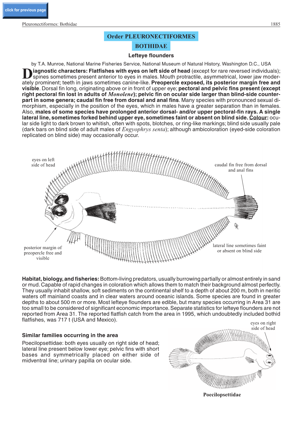 Order PLEURONECTIFORMES BOTHIDAE Lefteye Flounders by T.A