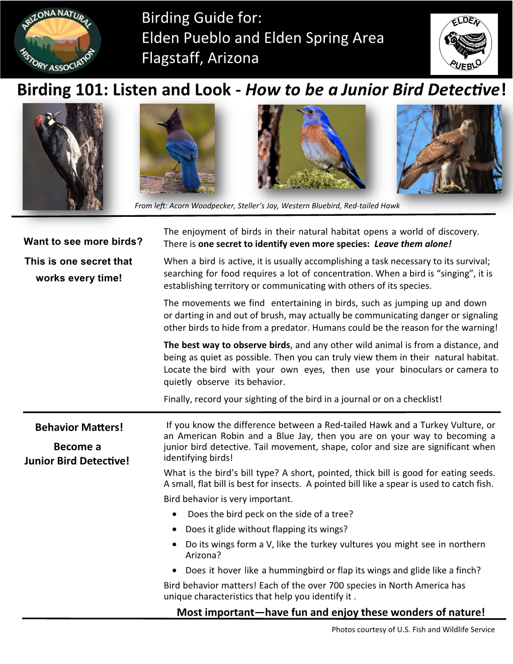 Listen and Look - How to Be a Junior Bird Detective!